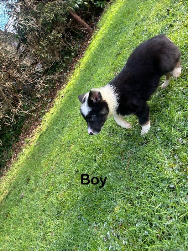 Collie pups for sale in Ballymoney, County Antrim - Image 2