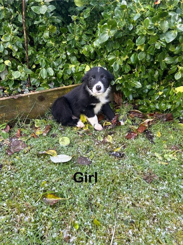 Collie pups for sale in Ballymoney, County Antrim - Image 3