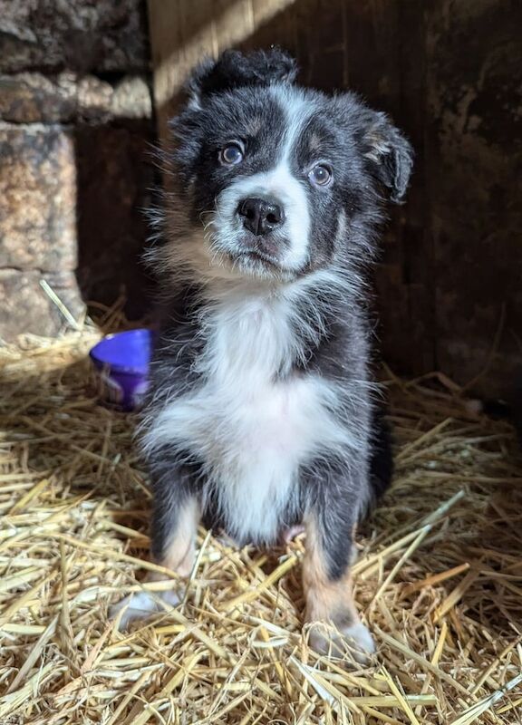 Collie pups for sale in Kilkeel, County Down