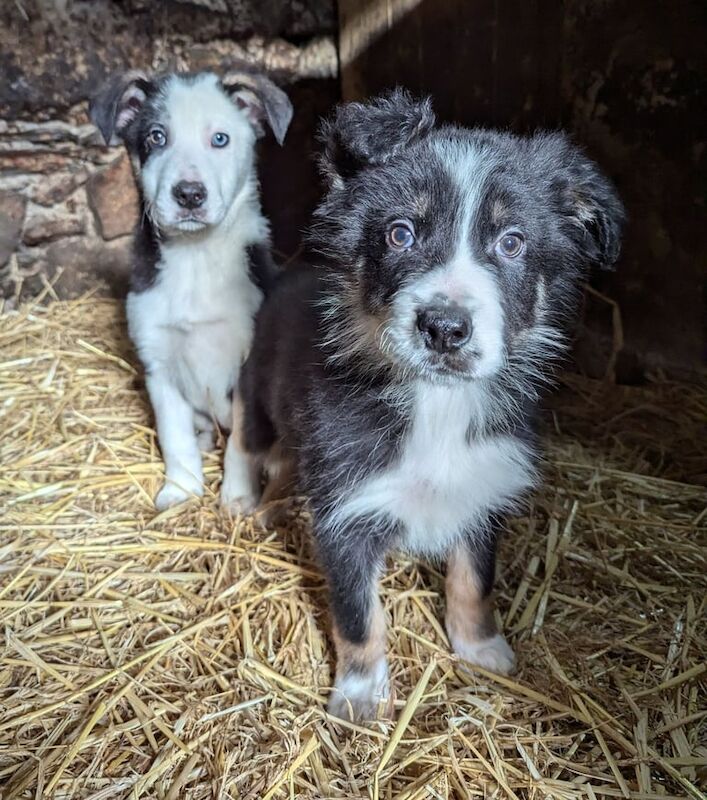 Collie pups for sale in Kilkeel, County Down - Image 2