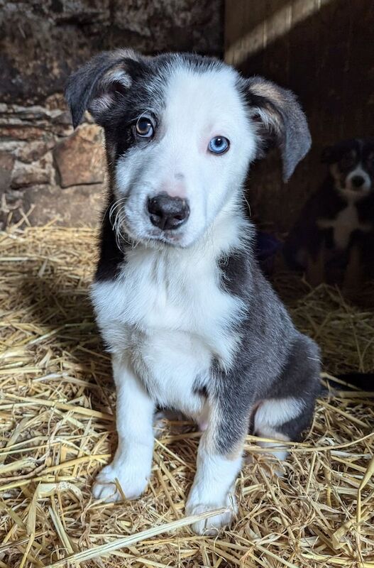 Collie pups for sale in Kilkeel, County Down - Image 3