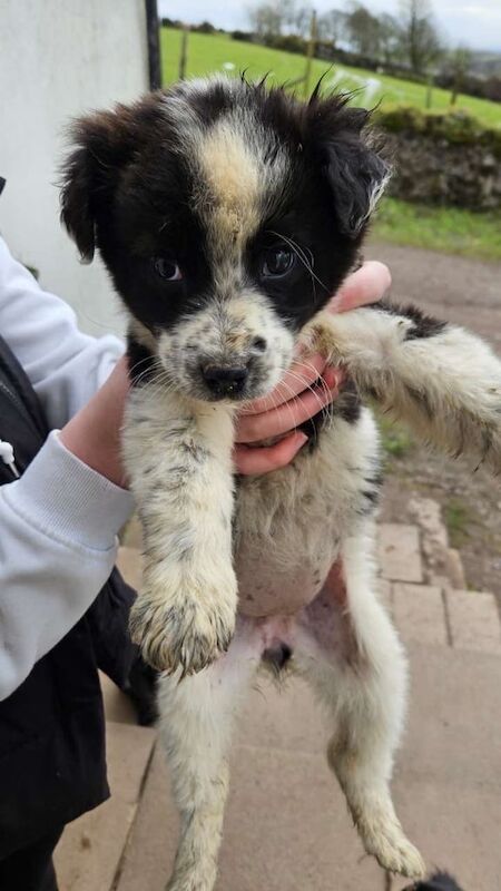 Collie pups for sale in Dungannon, County Tyrone