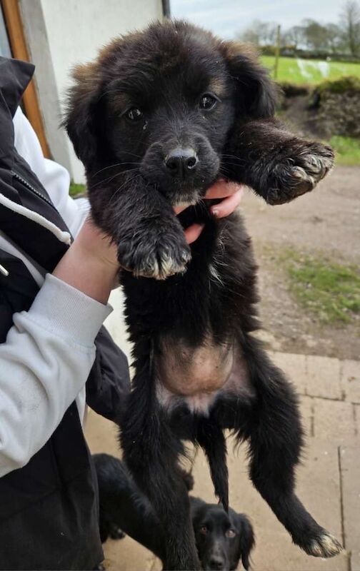 Collie pups for sale in Dungannon, County Tyrone - Image 2