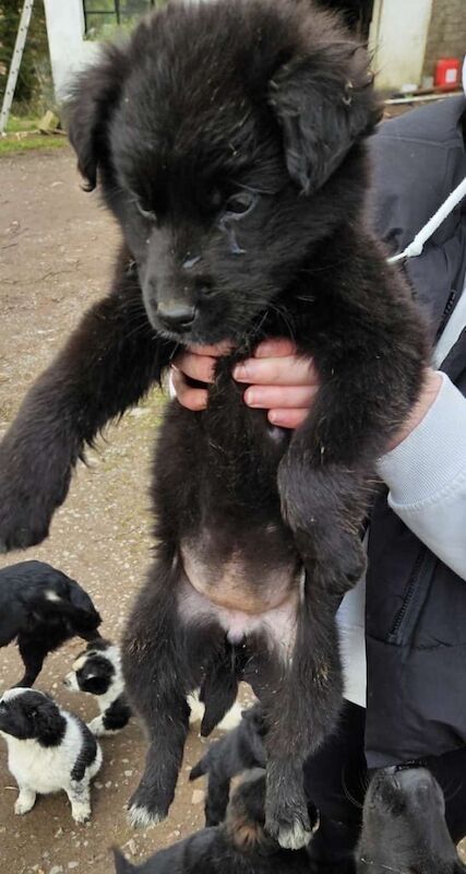 Collie pups for sale in Dungannon, County Tyrone - Image 3