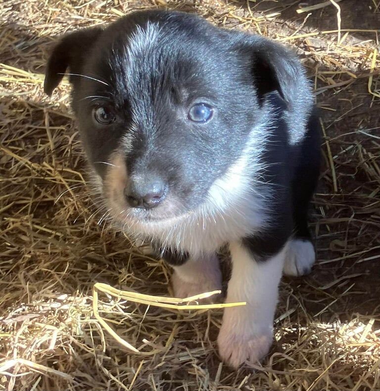 Collie pups for sale in Dungannon, County Tyrone - Image 1