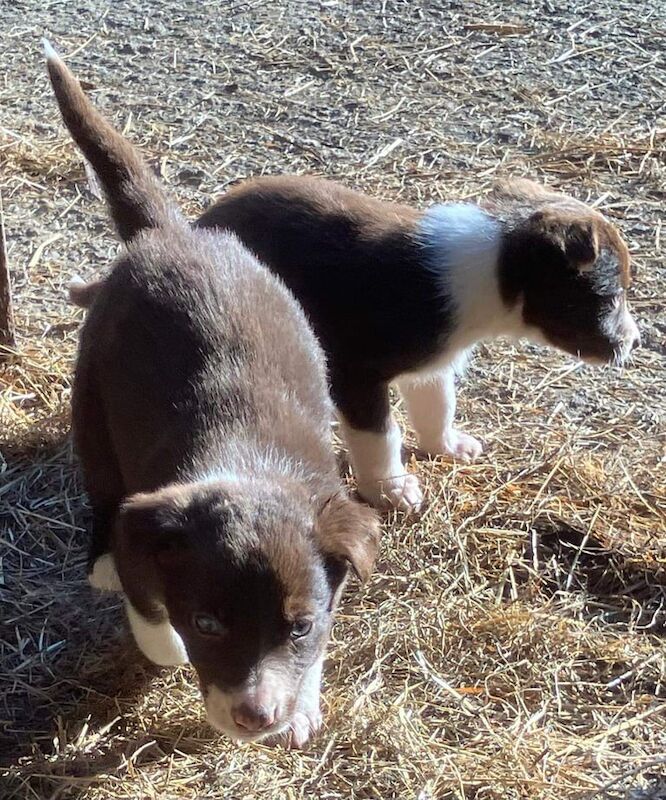 Collie pups for sale in Dungannon, County Tyrone - Image 3