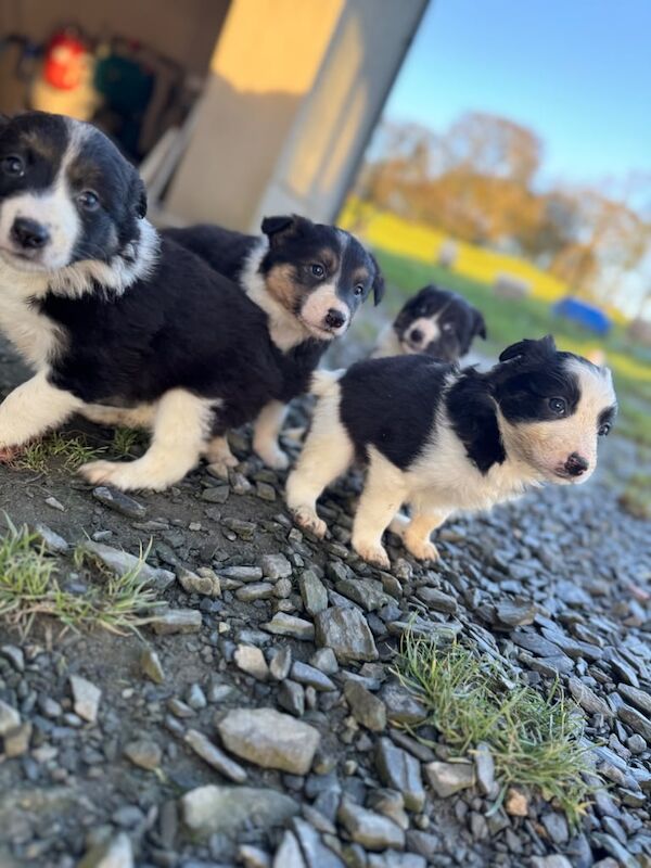 Collie pups for sale in Armagh, Armagh