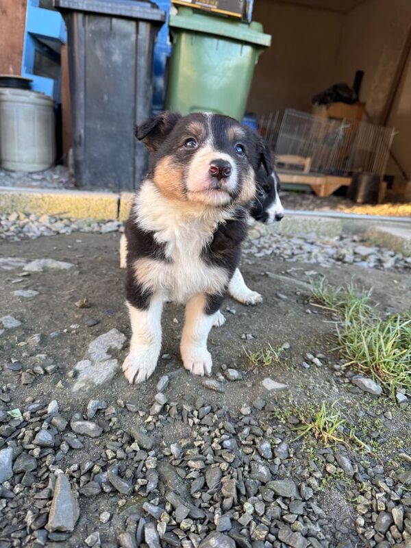 Collie pups for sale in Armagh, Armagh - Image 2