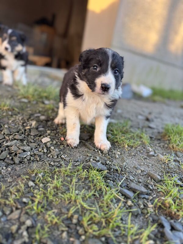 Collie pups for sale in Armagh, Armagh - Image 3