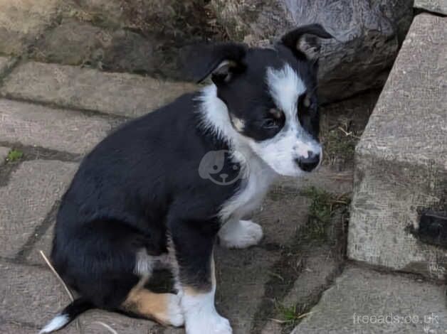 Collie pups for sale in Falkirk