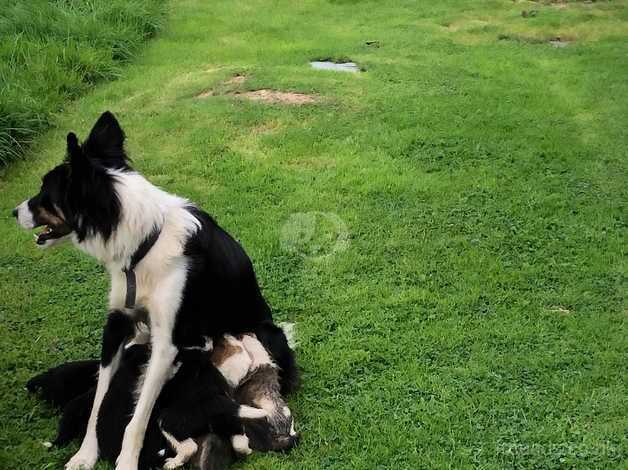 Collie pups for sale in Cornwall