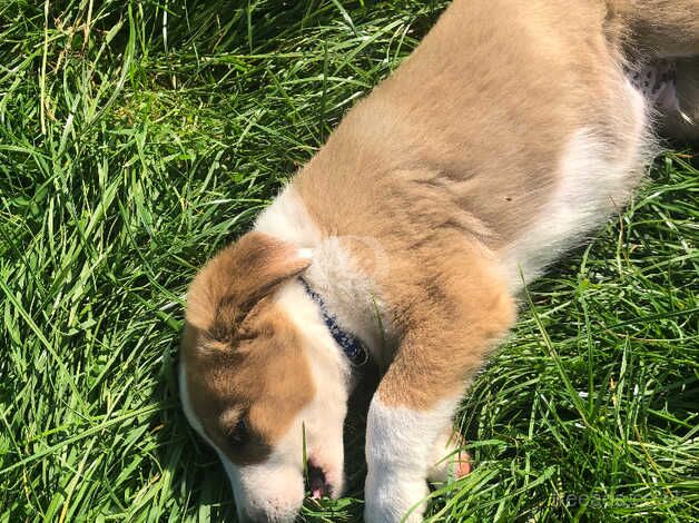 Collie pups for sale in Cornwall - Image 2