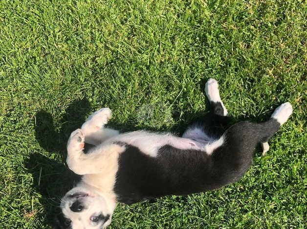 Collie pups for sale in Cornwall - Image 3