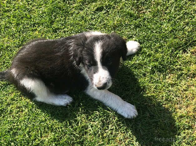 Collie pups for sale in Cornwall - Image 4