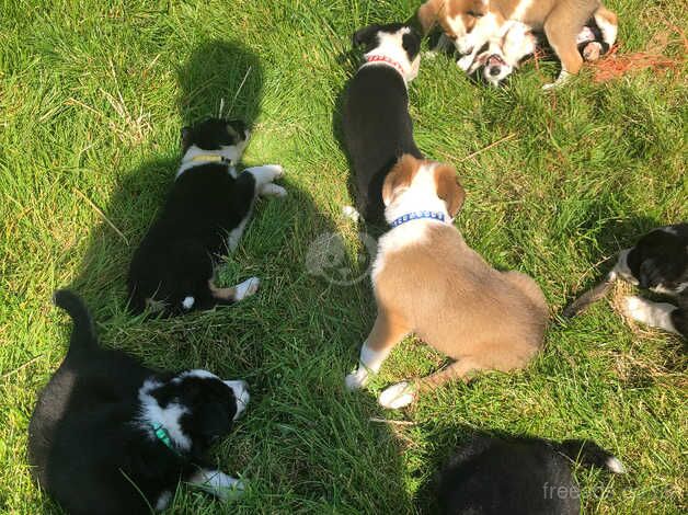 Collie pups for sale in Cornwall - Image 5