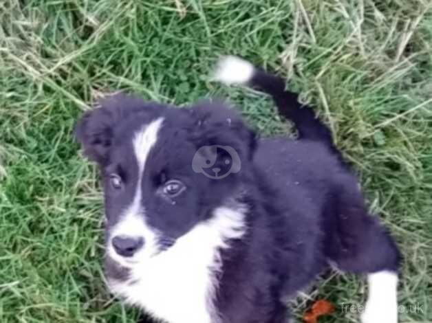 Collie pups for sale in Stirling, Stirling