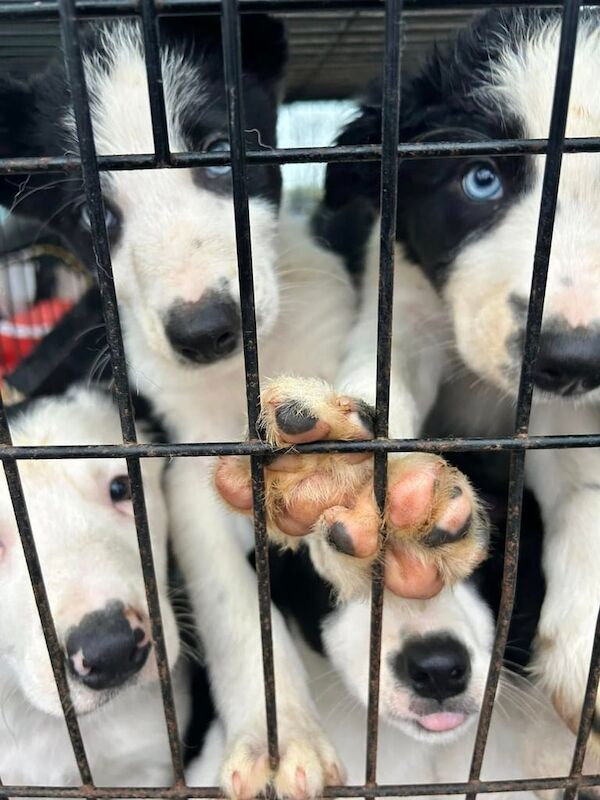 Collie pups - Pembrokeshire for sale in Pembrokeshire