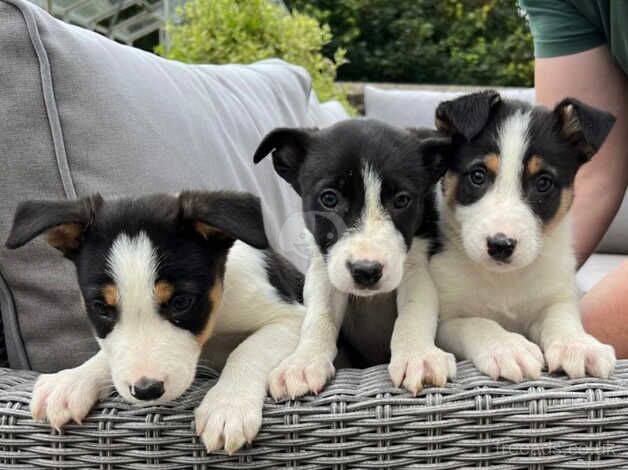 Collie pups ready for their new homes for sale in Lampeter Velfrey, Pembrokeshire - Image 1