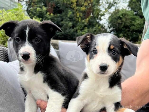 Collie pups ready for their new homes for sale in Lampeter Velfrey, Pembrokeshire - Image 2