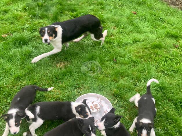 Collie pups ready for their new homes for sale in Lampeter Velfrey, Pembrokeshire - Image 3