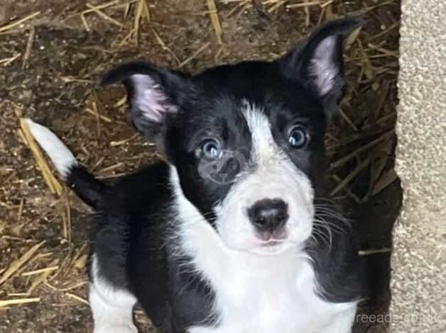 Collie pups ready for their new homes for sale in Lampeter Velfrey, Pembrokeshire - Image 4