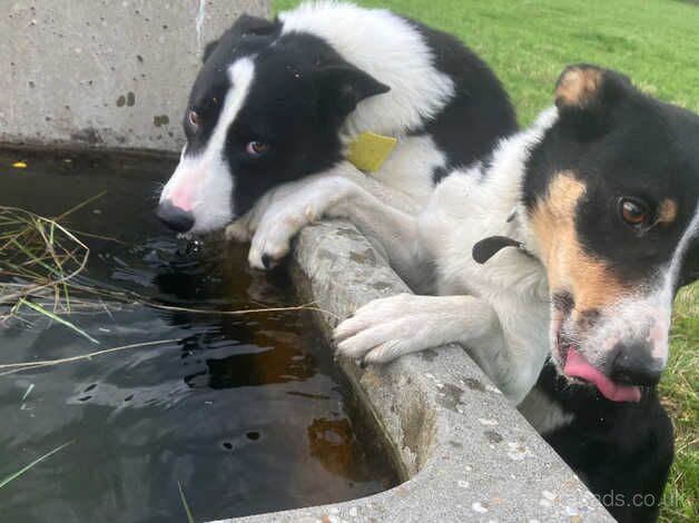 Collie pups ready for their new homes for sale in Lampeter Velfrey, Pembrokeshire - Image 5