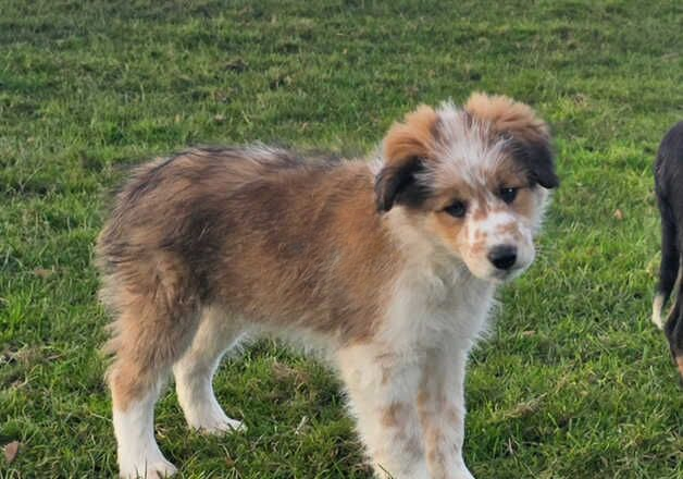 Sable Border Collies