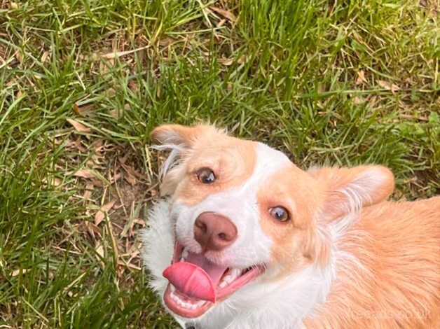 Collie x girl 6 months old for sale in St Austell, Cornwall