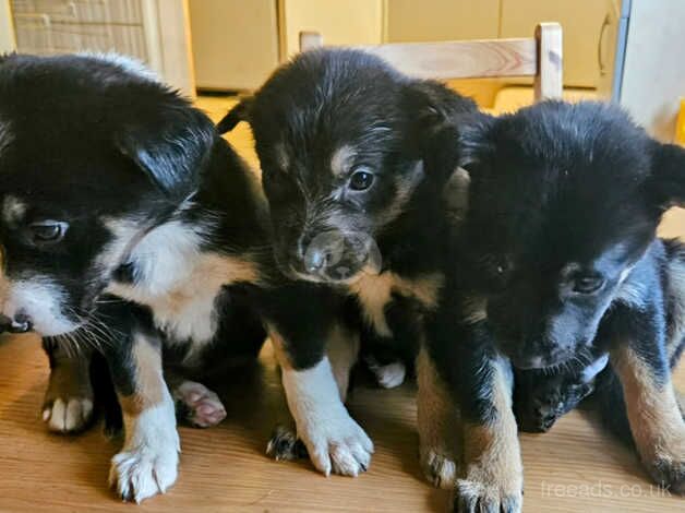 Collie x Kelpie for sale in Holyhead/Caergybi, Isle of Anglesey