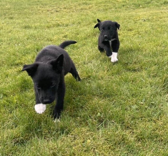 Collie x Lab Pups for sale in Newry, County Armagh