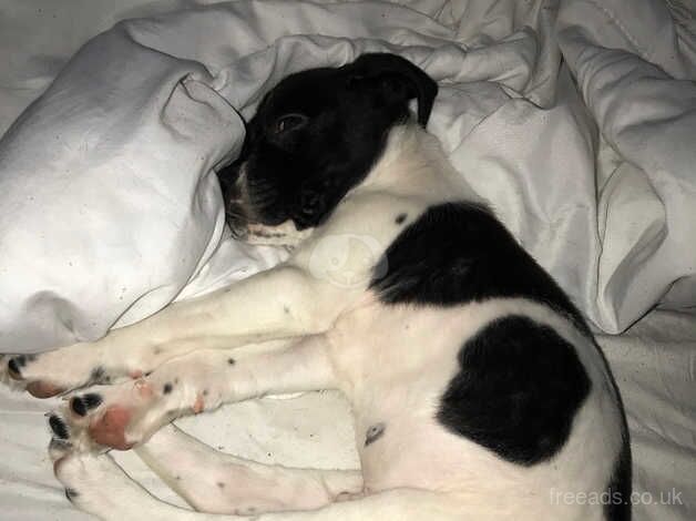 Collie x Labrador for sale in Manchester, Greater Manchester - Image 3