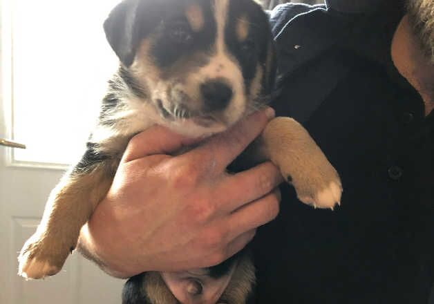 Collie x spaniel pups for sale in Blackwood, North Lanarkshire - Image 2