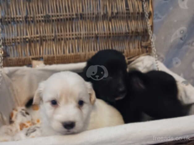 Colliepoo pups for sale in Bradford, West Yorkshire