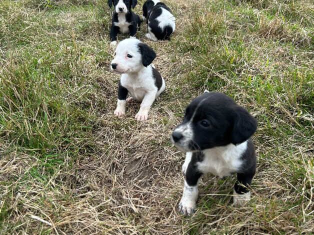 Collies cross spaniels for sale in Tenterden, Kent - Image 1