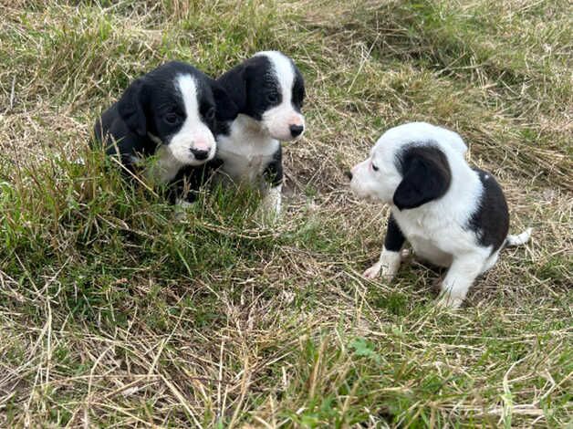 Collies cross spaniels for sale in Tenterden, Kent - Image 2