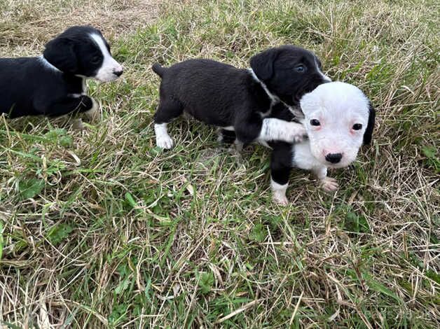 Collies cross spaniels for sale in Tenterden, Kent - Image 3