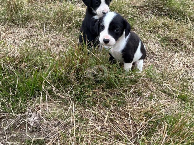 Collies cross spaniels for sale in Tenterden, Kent - Image 4