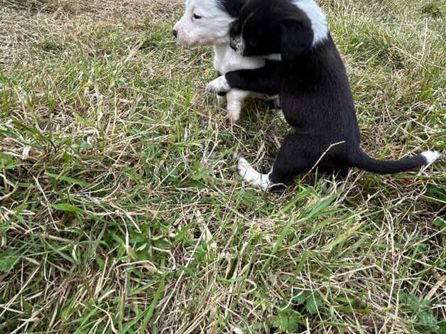 Collies cross spaniels for sale in Tenterden, Kent - Image 5