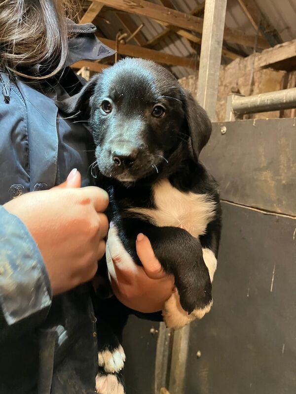 Collieway Puppies for sale in Kelso, Scottish Borders