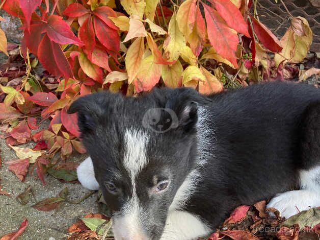 Cracking litter of sheepdog puppies for sale in Malton, North Yorkshire