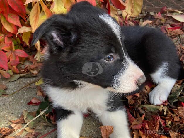 Cracking litter of sheepdog puppies for sale in Malton, North Yorkshire - Image 2