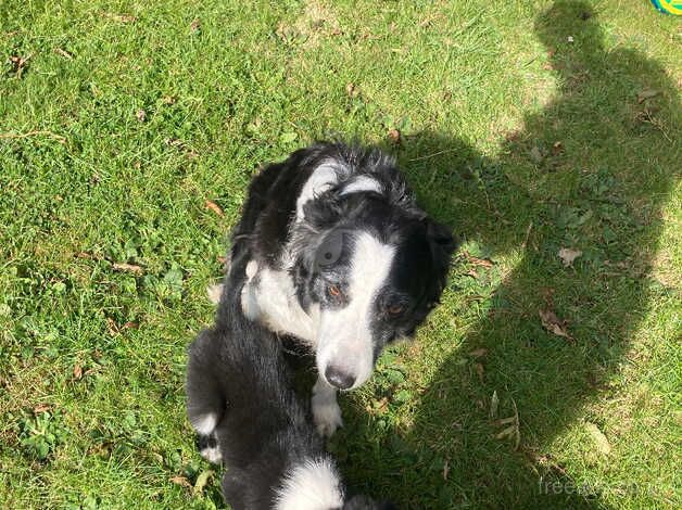 Cracking litter of sheepdog puppies for sale in Malton, North Yorkshire - Image 3