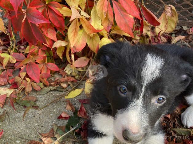 Cracking litter of sheepdog puppies for sale in Malton, North Yorkshire - Image 4