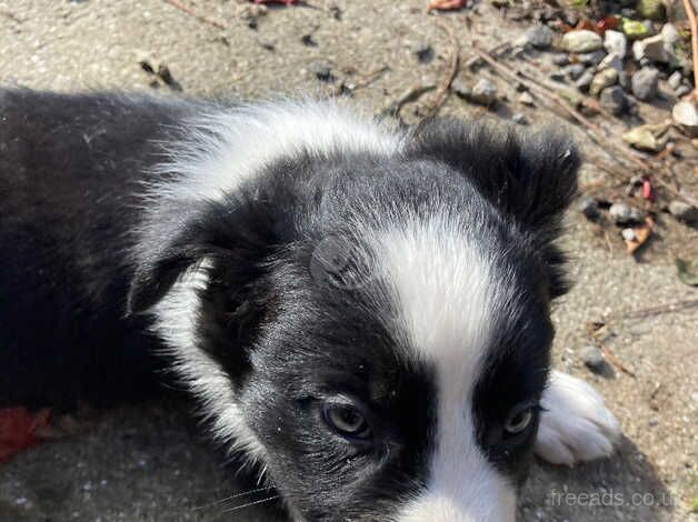 Cracking litter of sheepdog puppies for sale in Malton, North Yorkshire - Image 5