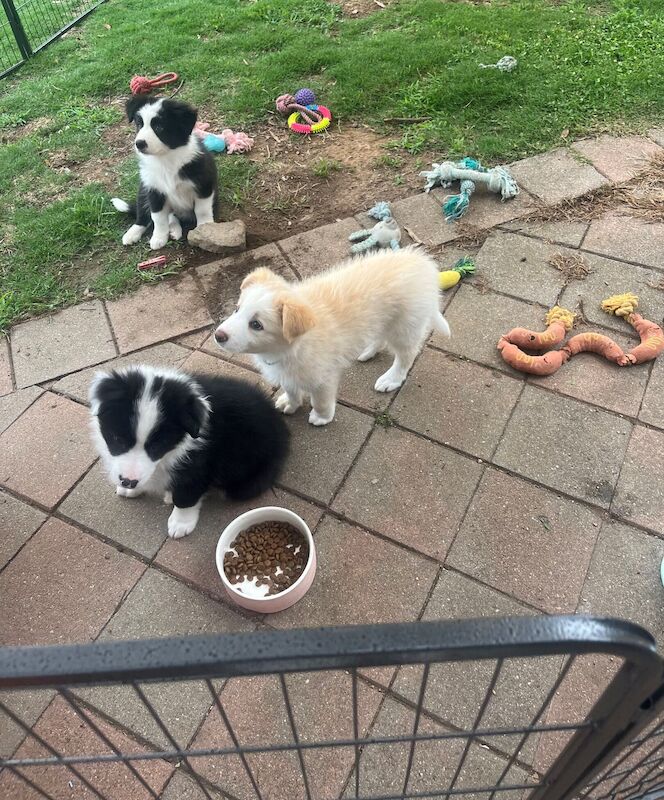 Cutest Border Collie Pups For Sale in Preston, Kent