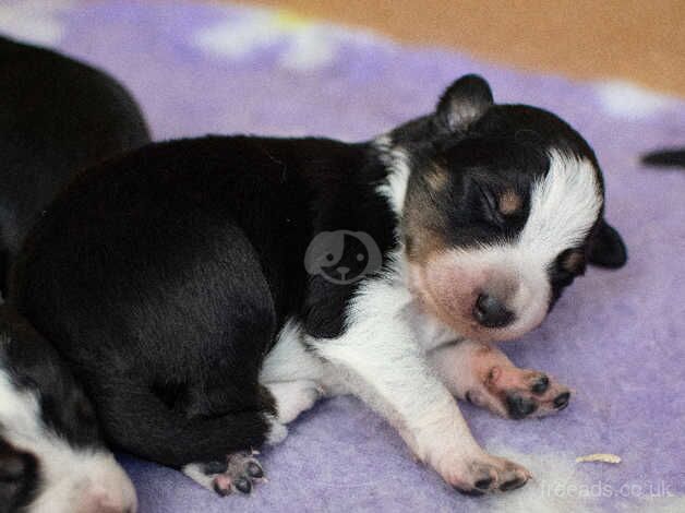 DNA clear Border Collie puppies for sale in Treorchy/Treorci, Rhondda Cynon Taf