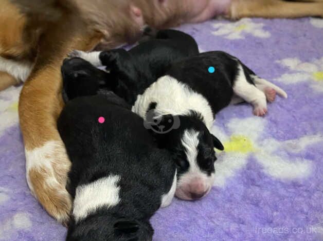 DNA clear Border Collie puppies for sale in Treorchy/Treorci, Rhondda Cynon Taf - Image 4