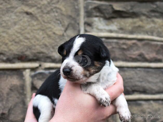 DNA clear Border Collie puppies for sale in Treorchy/Treorci, Rhondda Cynon Taf