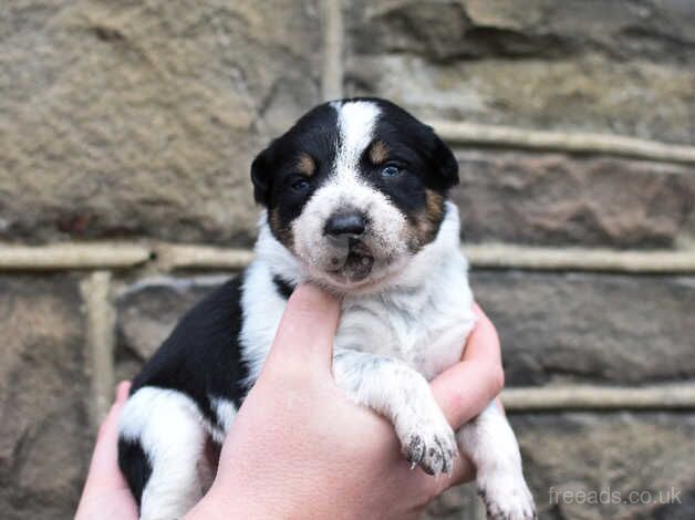 DNA clear Border Collie puppies for sale in Treorchy/Treorci, Rhondda Cynon Taf - Image 2