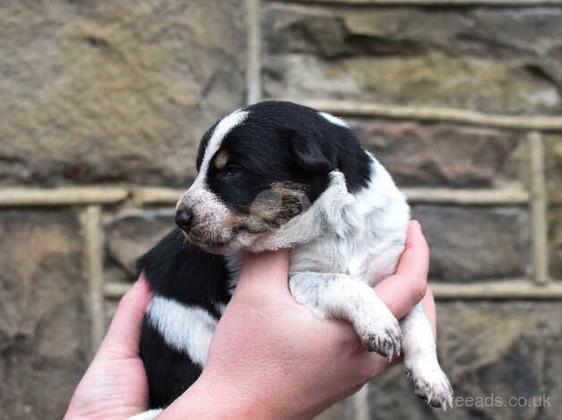 DNA clear Border Collie puppies for sale in Treorchy/Treorci, Rhondda Cynon Taf - Image 3